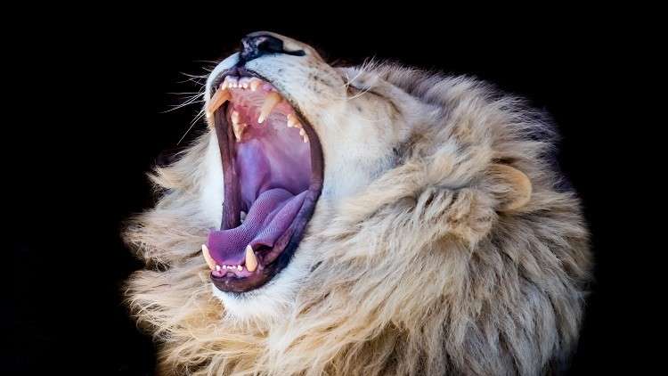 ما دور الإنسان في تحول الثدييات إلى النشاط الليلي؟