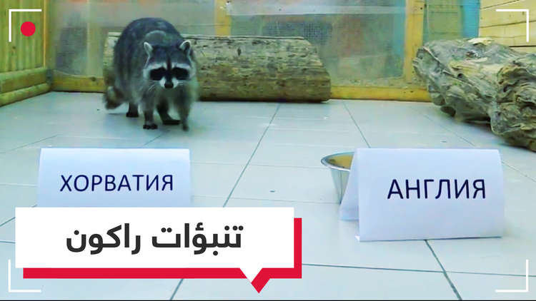  تنبؤات راكون بشأن مباراة كرواتيا وإنجلترا كانت صادقة (فيديو)