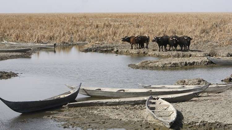 أهوار العراق تدق ناقوس الخطر بسبب انخفاض مناسيبها