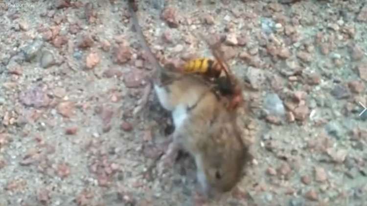 فيديو حصل على مشاهدات كثيرة  لمعركة بين دبور وفأر تنتهي بموت أحدهم