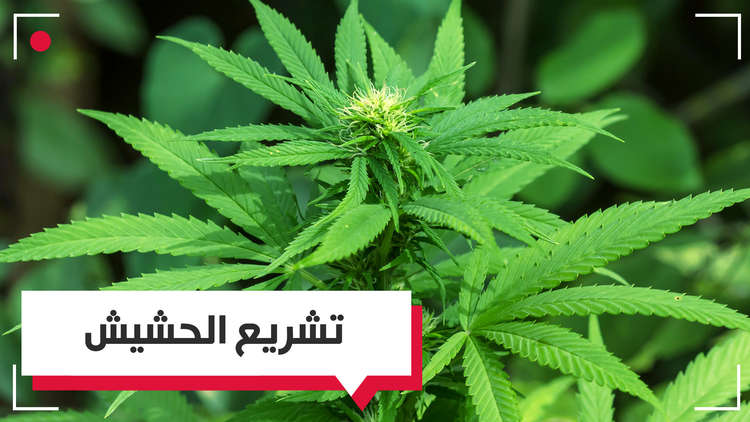 تشريع الحشيش.. هل يكون الملجأ الأخير للدول العاجزة لتحسين اقتصادها؟