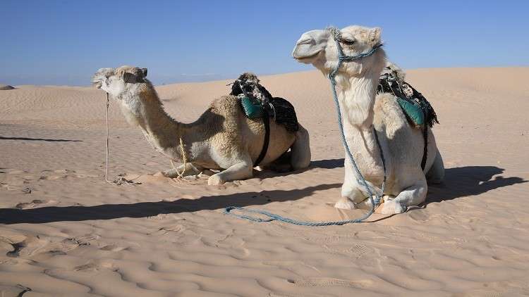 مسابقة 
