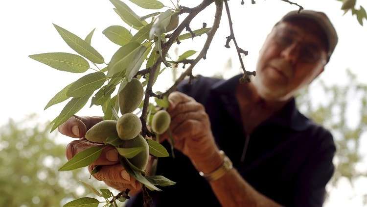 الهند ترفع التعريفات الجمركية على الجوز واللوز الأمريكيين 