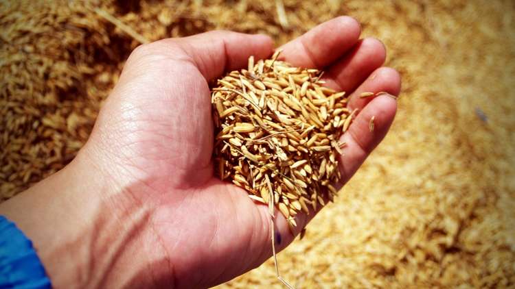المزارعون الأمريكيون في خطر.. روسيا متهمة