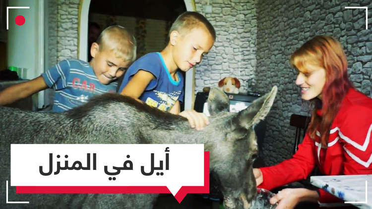 شاهد.. حيوان أيل في منزل عائلة روسية 