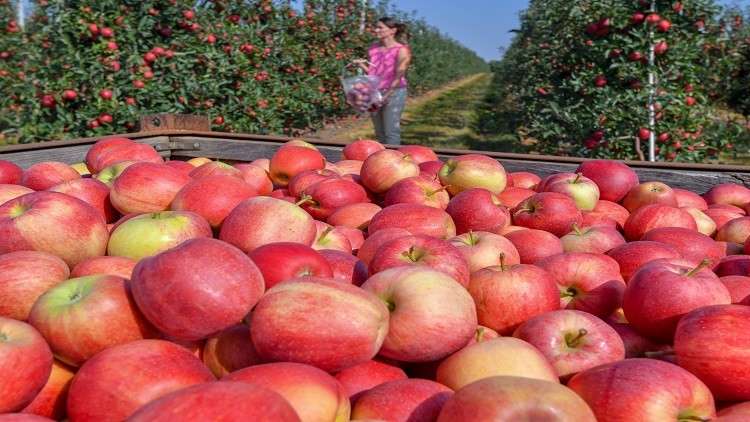 حقائق غير معروفة عن خصائص التفاح المفيدة