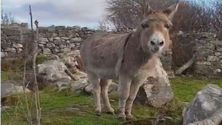 حمار بنهيق أوبرالي!