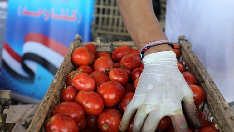 نقيب الفلاحين يكشف عن كارثة خطيرة في بذور طماطم (023) تنتظر مصر