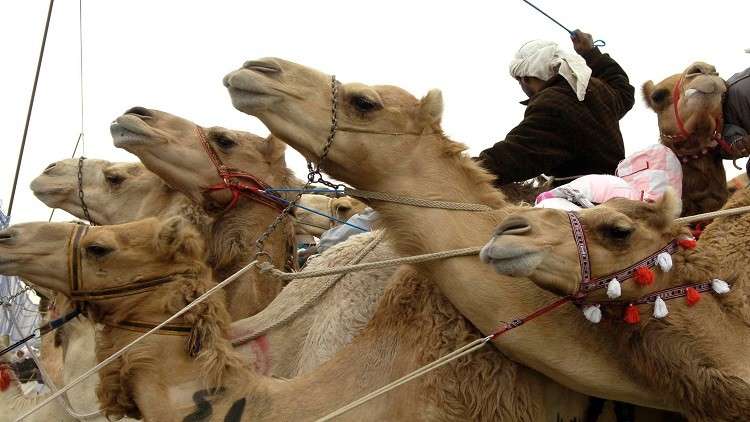 "ناقة من تدخل أولا".. الكويت تشهد شجار الإبل