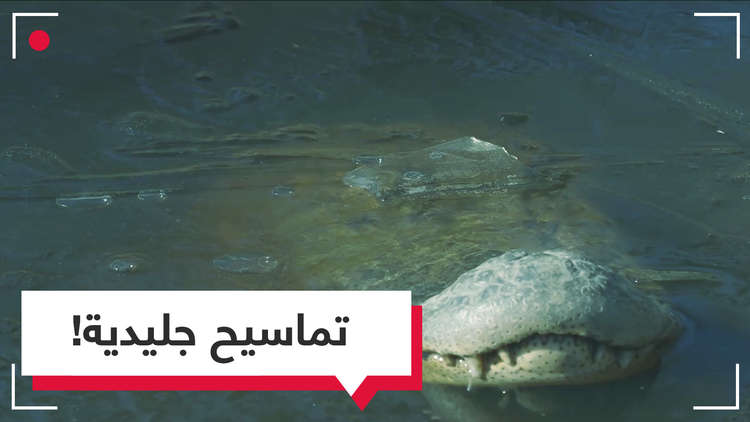 تماسيح تنجو من الموت في بحيرة متجمدة بحيلة ذكية!