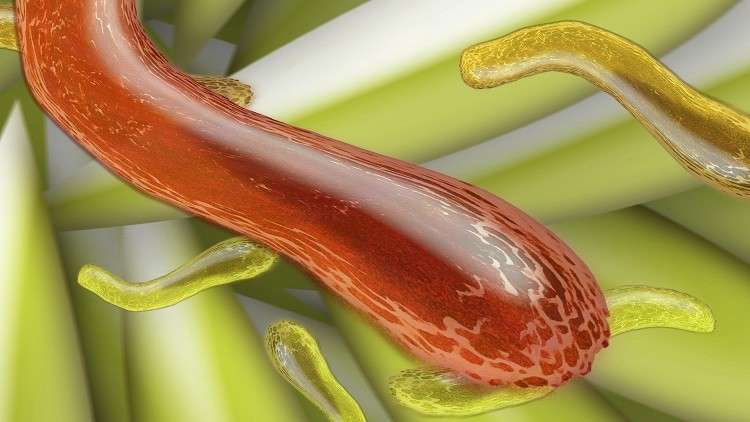 اكتشاف ألفي نوع جديد من البكتيريا في أمعاء الإنسان 