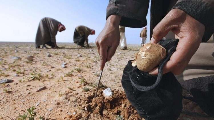 مسلحون يختطفون 12 عراقيا في منطقة النخيب