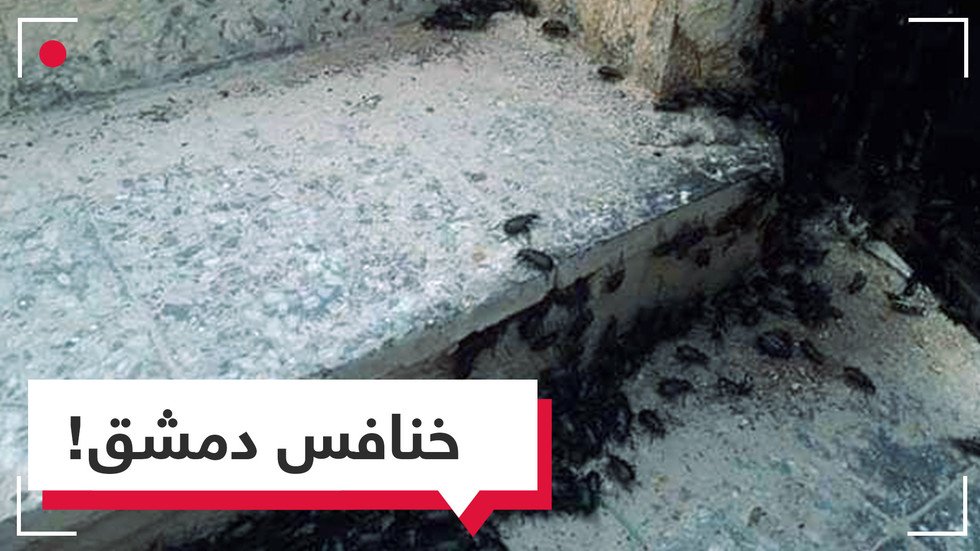 بعد البنزين.. الخنافس أزمة السوريين الجديدة التي تزحف نحو دمشق!