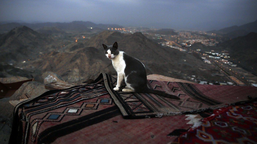 فتوى سعودية بخصوص "بيع القطط"
