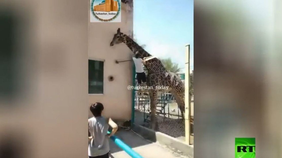 شاهد.. رجل مخمور مصرٌ على ركوب زرافة في حديقة حيوانات بكازاخستان