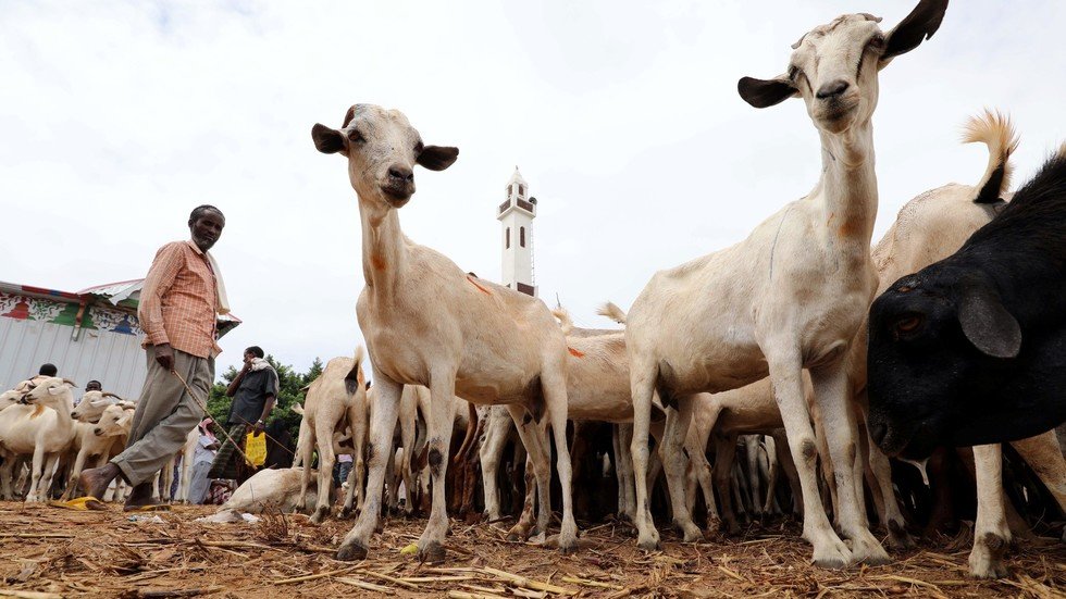 نفوق ماشية سودانية  بملايين الدولارات في السعودية (صورة)
