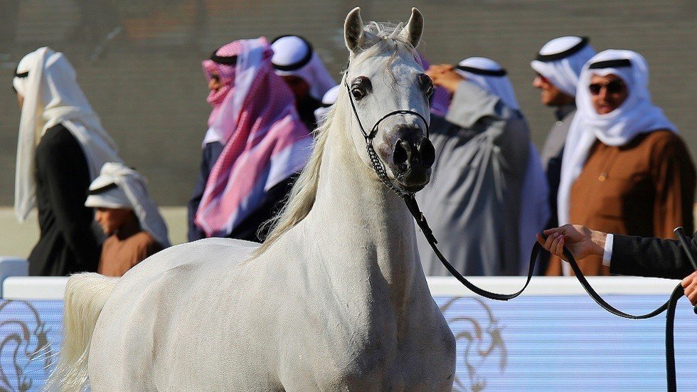 لأول مرة في العالم.. دبي تستخدم تكنولوجيا التبريد لعلاج الخيول