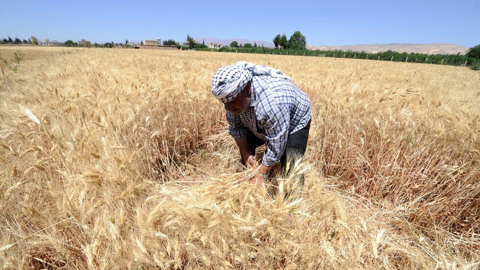 سوريا تشتري 900 ألف طن من القمح المحلي