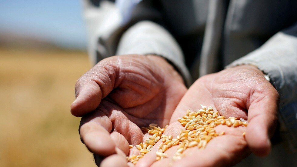سوريا تشتري قمحا بنحو 368 مليون دولار خلال عامين