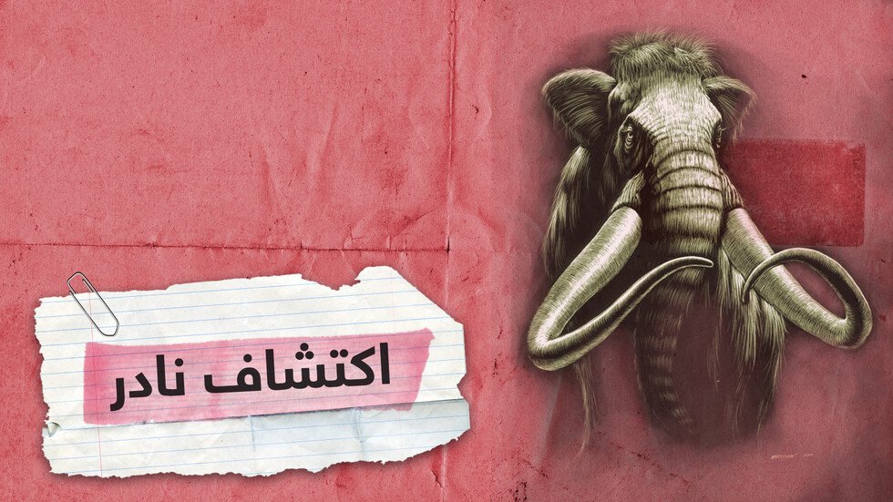 أكبر اكتشاف لفيل الماموث المنقرض منذ آلاف السنين