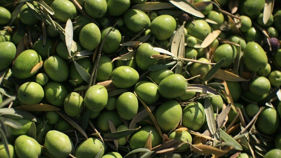 كردستان العراق يزرع الزيتون