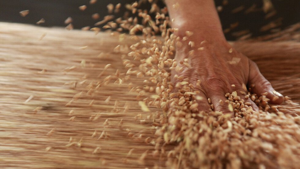 ارتفاع صادرات مصر الزراعية لأكثر من 5 ملايين طن