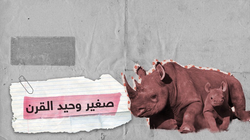 على وشك الانقراض.. ولادة وحيد قرن أبيض في بلجيكا