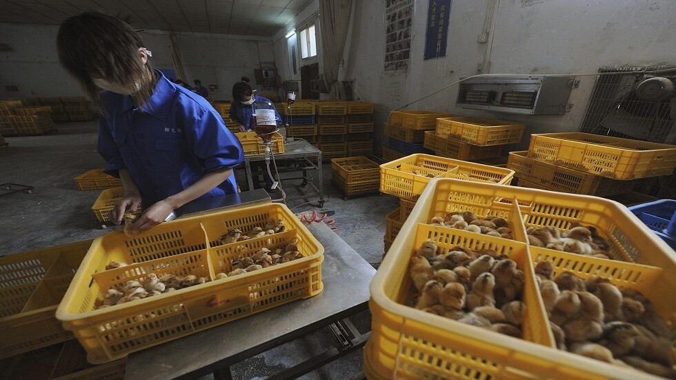 بعد كورونا.. أول إصابة بإنفلونزا الطيور "H5N6" بجنوب الصين