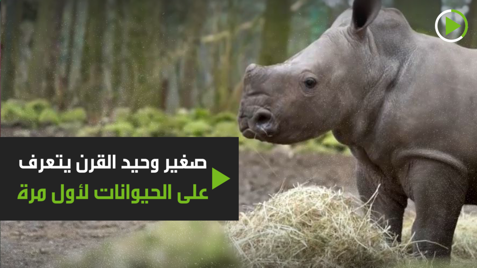 صغير وحيد القرن يتعرف على الحيوانات لأول مرة!