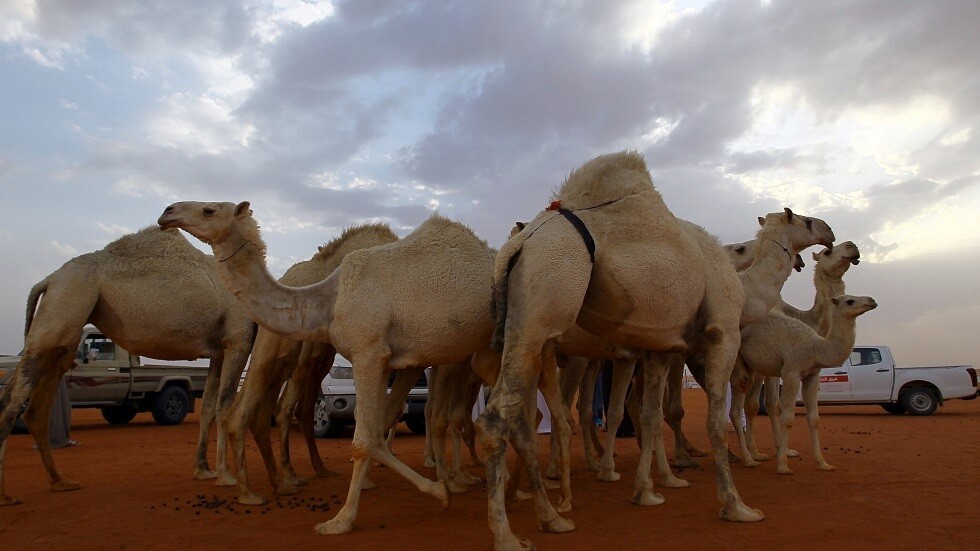 السعودية.. السيول تجرف قطيعا من أجود سلالات الإبل
