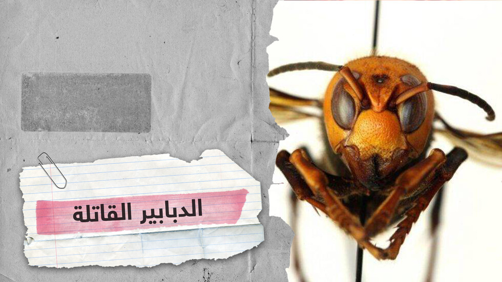 لأول مرة.. الدبابير الآسيوية القاتلة تصل إلى الولايات المتحدة الأمريكية
