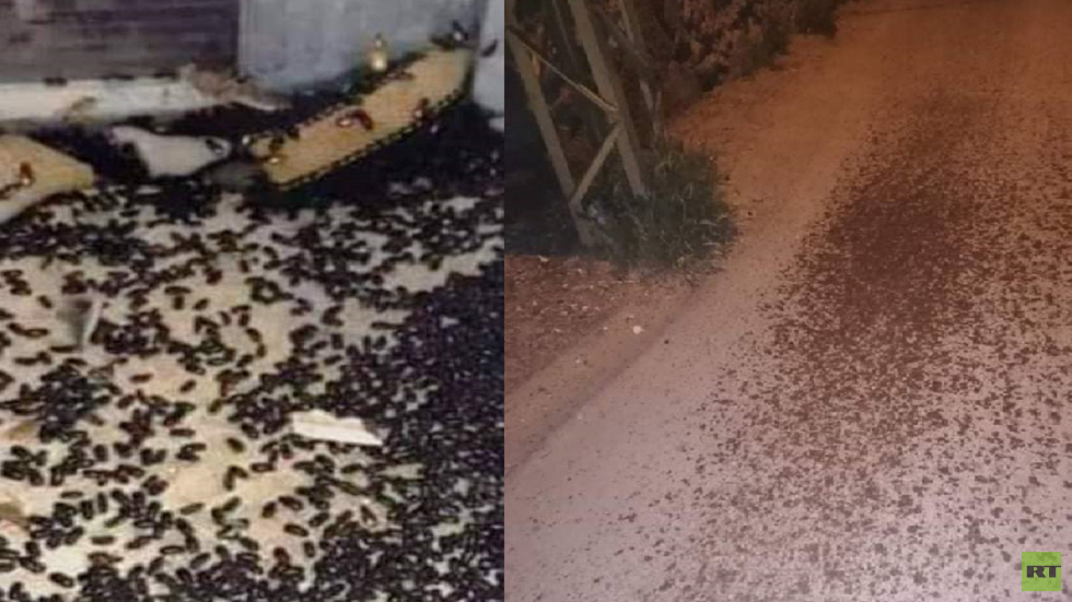 أسراب من الخنافس تجتاح البقاع اللبناني وتثير هلع السكان (فيديو)