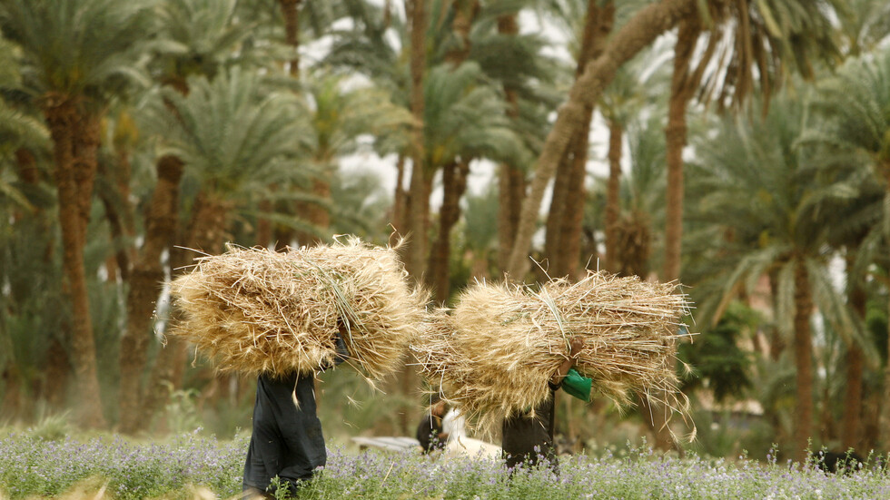 مصر تعلن تصدير نوعية منتجات زراعية إلى دولتين لأول مرة