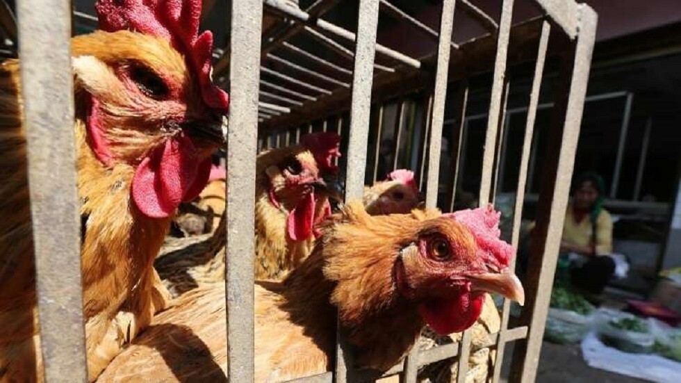 عالم أمريكي يحذر: إنفلونزا الطيور المروعة قد تمحو نصف البشرية