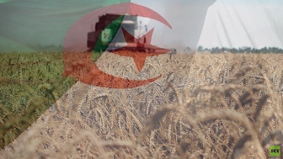 الجزائر تبدأ شراء قمح الطحين في مناقصة دولية