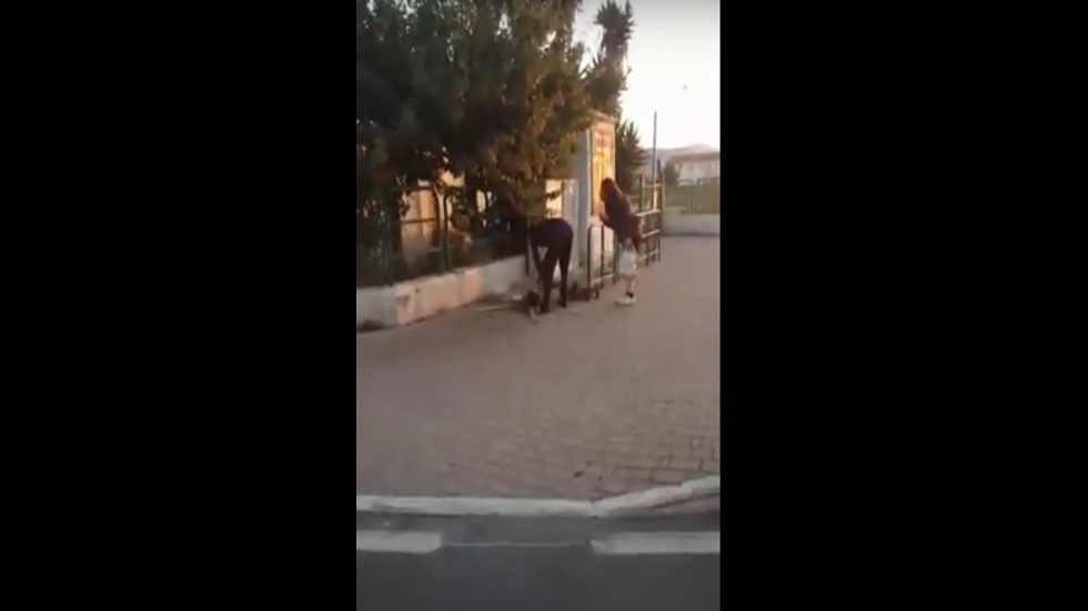 فيديو صادم.. رجل يشوي قطة في الشارع أمام المارة