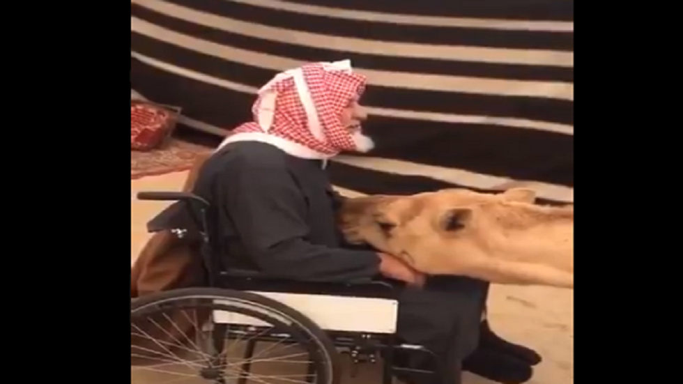 وفاء الإبل لصاحبها