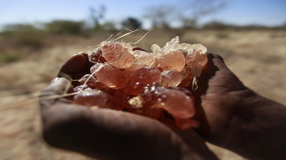 السودان.. مبادرة أولى من نوعها عالميا لاستخدام الصمغ العربي لتحسين المناعة ضد كورونا