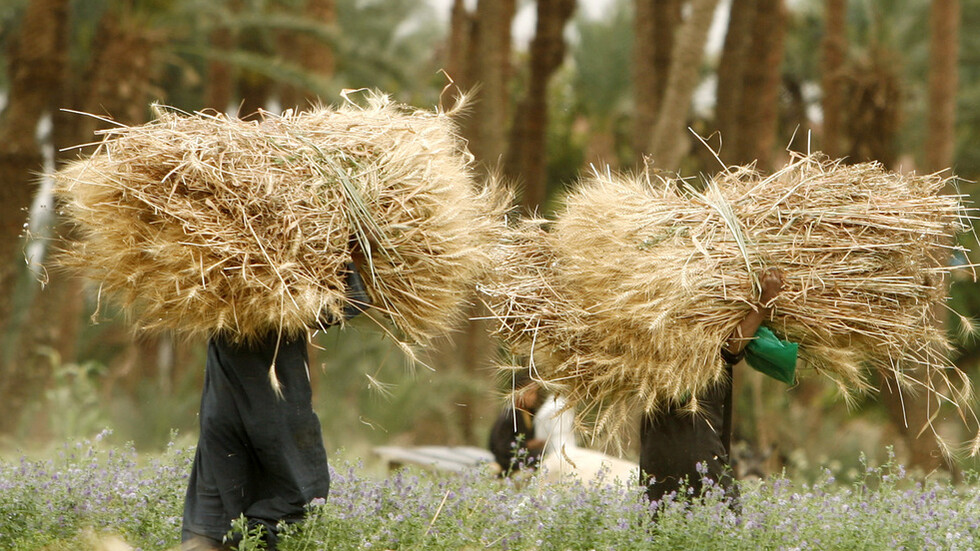 المؤسسة الدولية الإسلامية لتمويل التجارة تمد مصر بأموال إضافية لشراء القمح