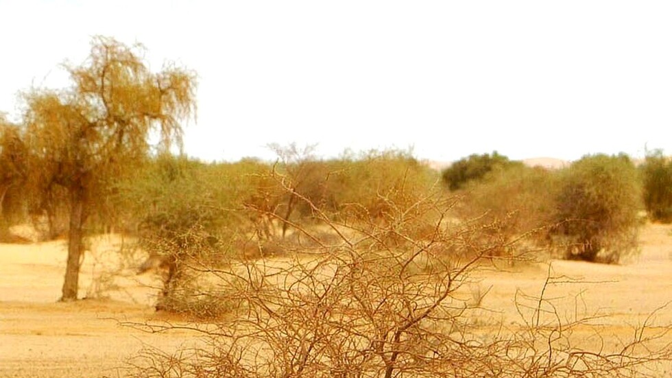 الضباع مهددة بالانقراض في الجزائر