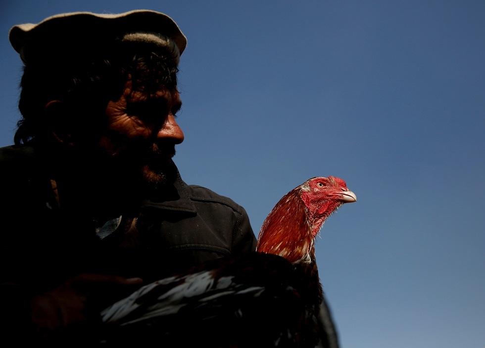 يأتي الجميع هنا بحثا عن الديك المصارع القوي الذي لا يقهر
