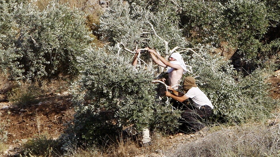 مستوطنون يقطعون أشجار زيتون معمرة في الضفة الغربية