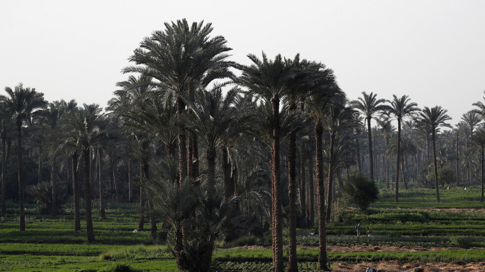 مصر.. توقيف صاحب واقعة السفر بالحمار من الجيزة حتى أسوان