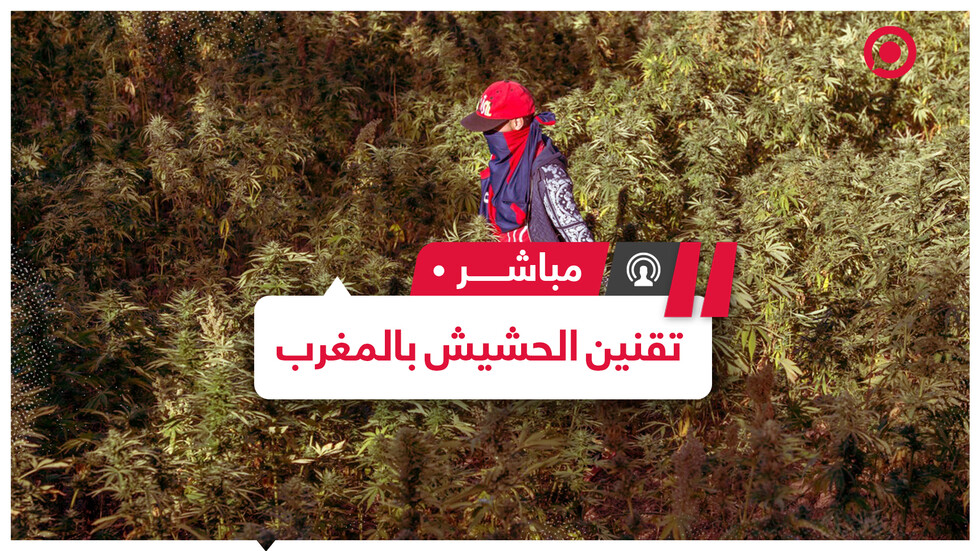 وزير الداخلية المغربي يطرح مشروع قانون لتقنين زراعة "القنب الهندي"