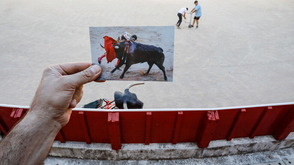 عودة مصارعة الثيران في مدريد لأسباب سياسية
