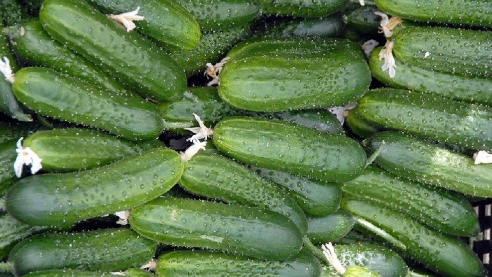 ماذا يحدث في الجسم عند تناول الخيار يوميا؟