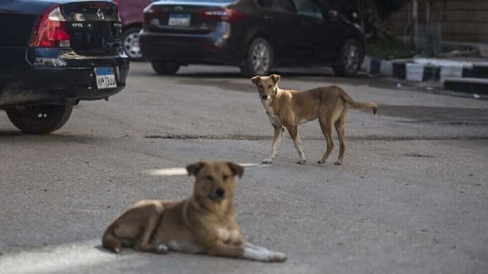 مصر.. كلب مسعور يعقر 11 شخصا