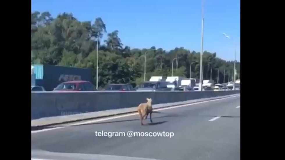 شاهد.. خروف يركض هربا من الذبح في أكبر الطرق السريعة بموسكو