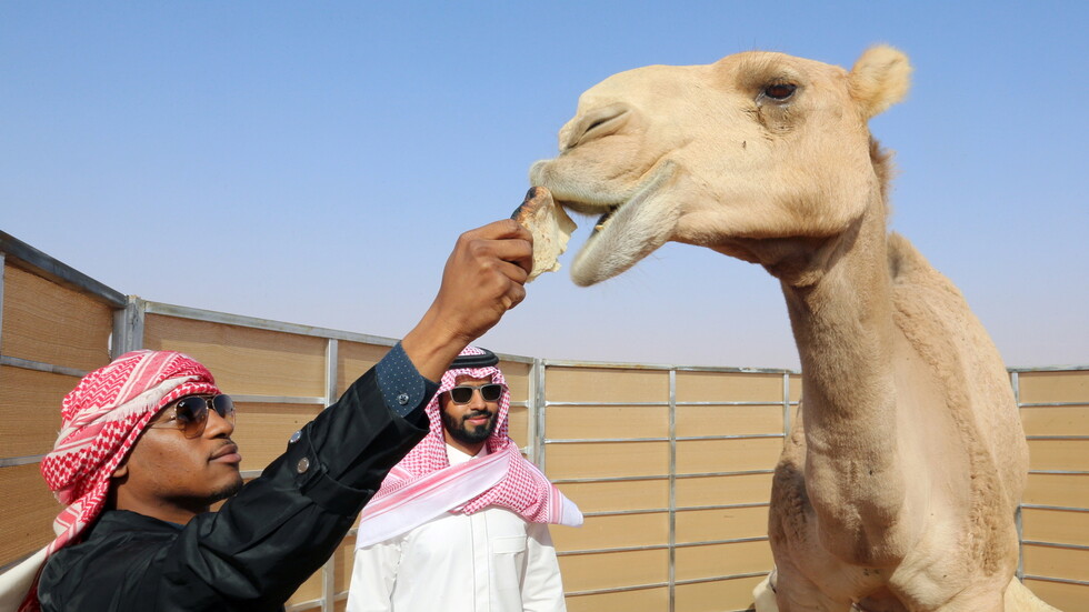 السعودية.. القبض على مصري امتهن إجراء عمليات تجميل للإبل لرفع سعرها