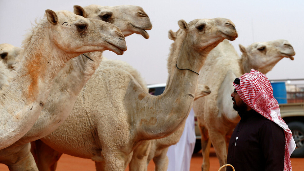 للمرة الأولى في السعودية.. مشاركة نسائية في مهرجان الإبل لهذا العام (فيديو)
